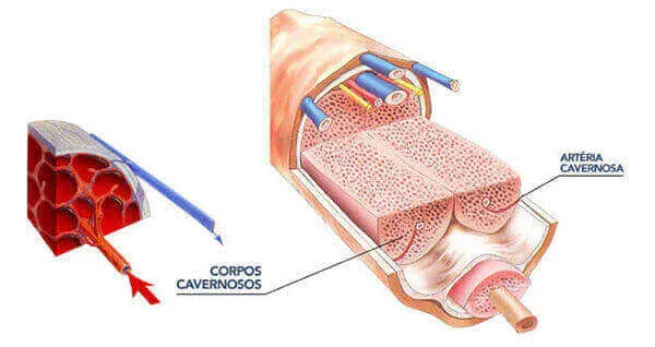 Corpos Venosos